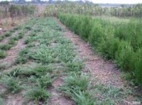 BUXUS 12237 - BUXUS 12237